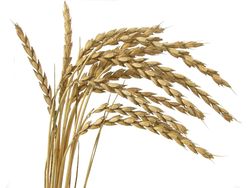 Pšenice špalda